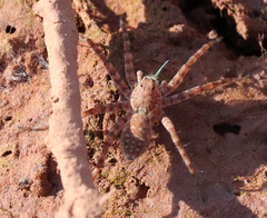 Pardosa mercurialis