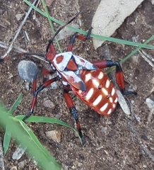 Pachylis neocalifornicus