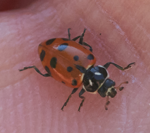 iNaturalist observation photo of Convergent Lady Beetle