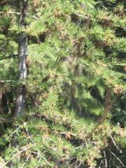 Larix occidentalis