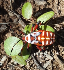 Pachylis neocalifornicus