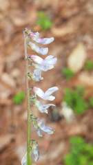 Vicia acutifolia