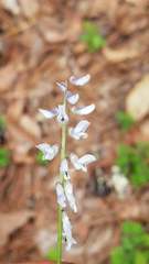 Vicia acutifolia