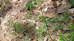 Vicia acutifolia