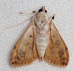Herpetogramma cynaralis