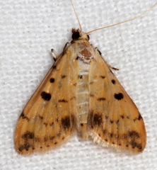 Herpetogramma cynaralis