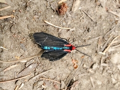 Ctenucha rubroscapus