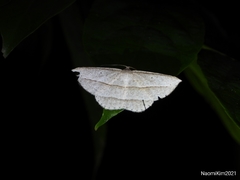 Heteralex rectilineata