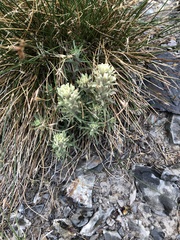 Castilleja nana
