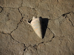 Telescopium telescopium