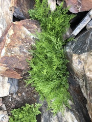 Cryptogramma acrostichoides