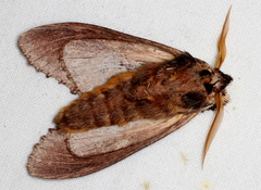 Hylaeora eucalypti
