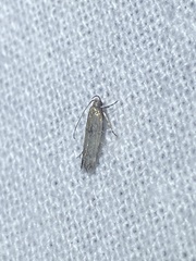 Battaristis nigratomella