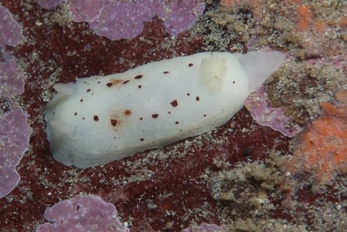 Cadlina sp-a