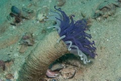 Ceriantheopsis austroafricanus