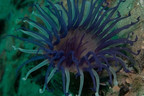 Ceriantheopsis austroafricanus