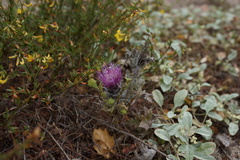 Cirsium occidentale occidentale