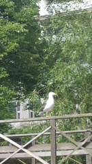 Larus fuscus