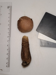 Tylopilus rhodoconius