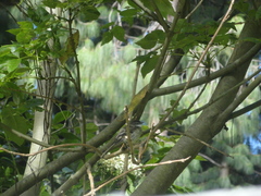 Mecocerculus leucophrys