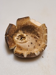 Tylopilus rhodoconius