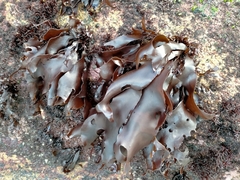 Pachymenia