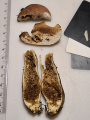 Tylopilus rhodoconius