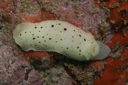 Paradoris sp-a