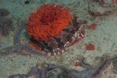 Clinus superciliosus