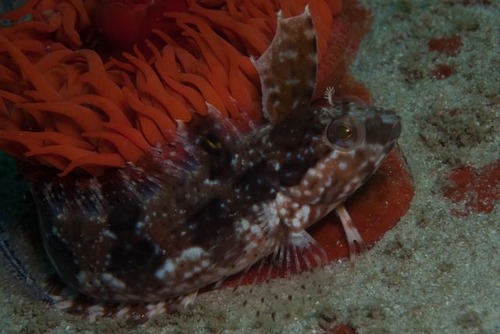 Clinus ornatus