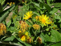 Inula magnifica