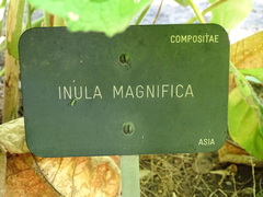 Inula magnifica
