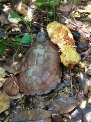 Heosemys spinosa