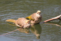 Pycnonotus zeylanicus