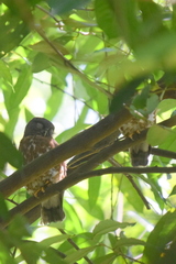 Ninox scutulata