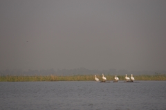 Pelecanus onocrotalus