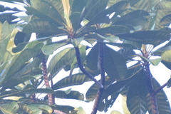 Chloropsis sonnerati