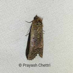 Lophoptera squammigera