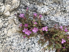 Epilobium obcordatum