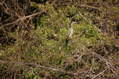 Microcarbo africanus