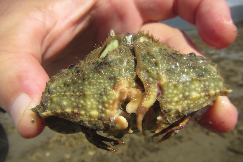 smooth box crab