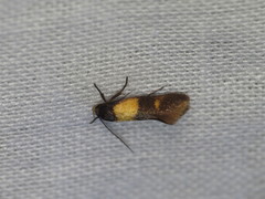 Antipterna euanthes