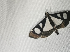 Glyphodes actorionalis