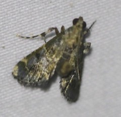 Arescoptera haplocala