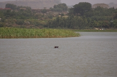 Hippopotamus amphibius