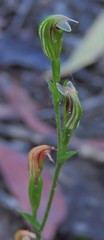 Pterostylis parviflora