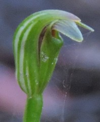 Pterostylis parviflora