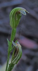 Pterostylis parviflora