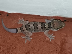 Hemidactylus maculatus