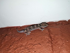 Hemidactylus maculatus